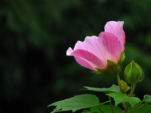 木芙蓉花