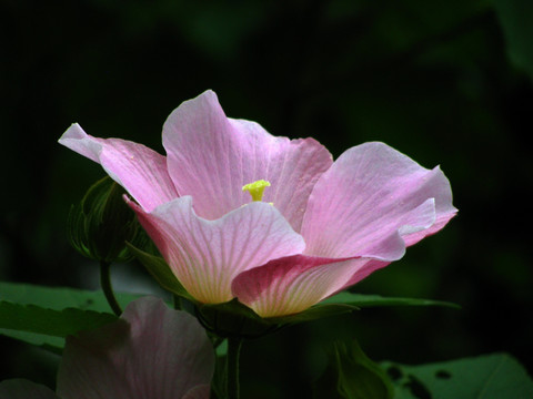 木芙蓉花