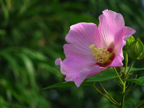 木芙蓉花