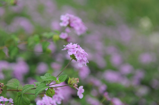 花卉