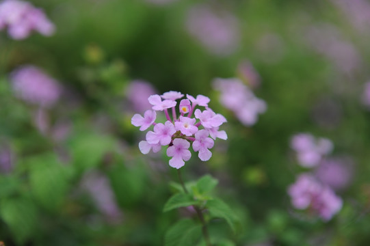 花卉