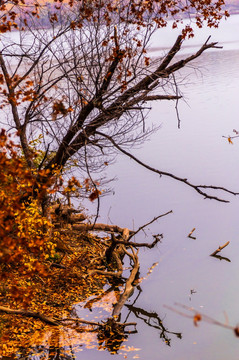 秋天的湖泊和树木
