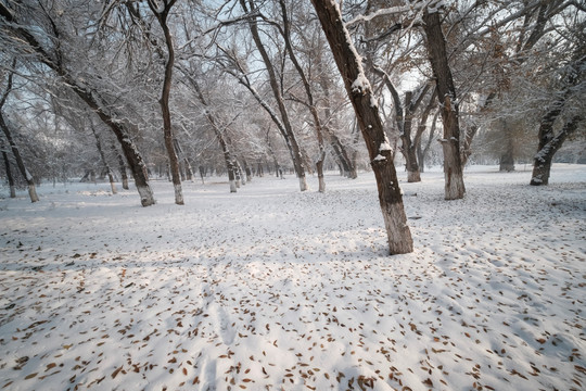 冬雪