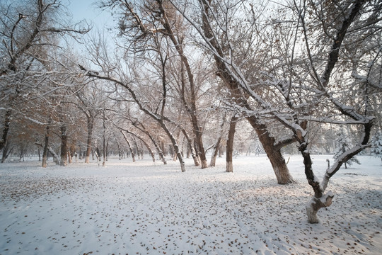 雪林