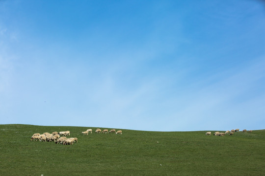 呼伦贝尔夏季草原羊群
