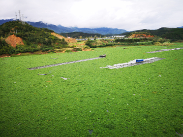 樟湖库区水葫芦