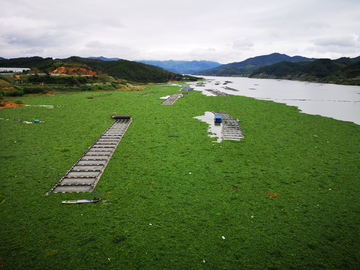 樟湖库区水葫芦