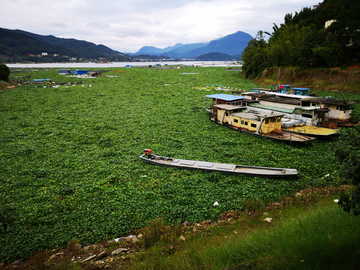 樟湖库区水葫芦