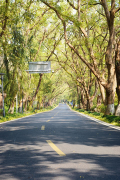 树荫清新道路