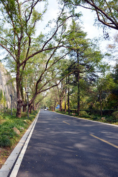 树荫道路