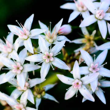 小白花