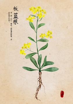 板藍(lán)根