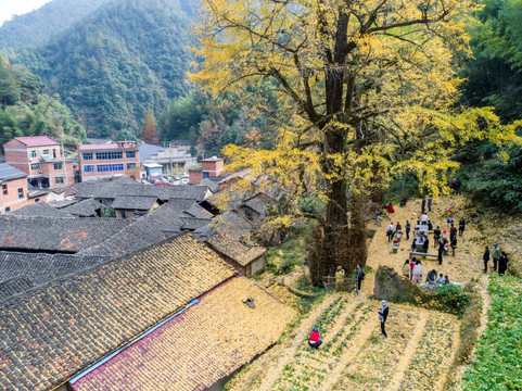 銀杏樹