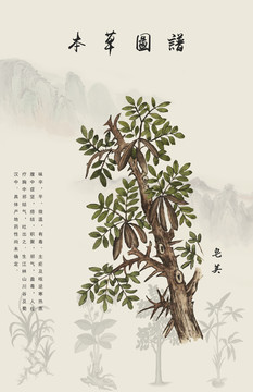 皂莢