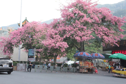 粉色的花树
