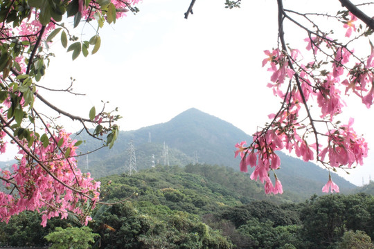 花山