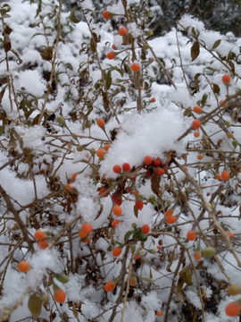 初雪