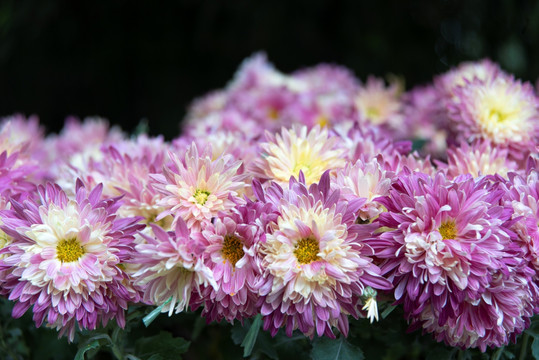 菊花头特写