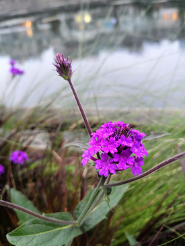 雨后花儿