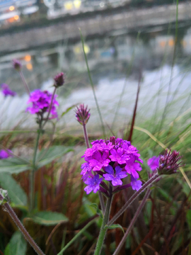 雨后花儿