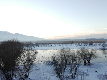 湿地雪景