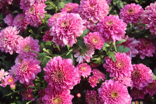 盛开的粉红色菊花