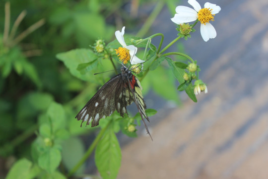 蝴蝶和花