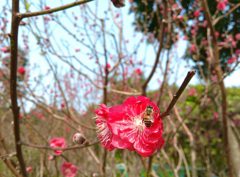 桃花