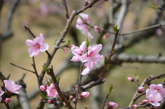 桃花