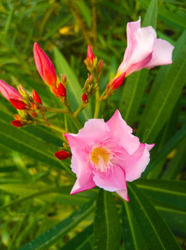 夹竹桃花