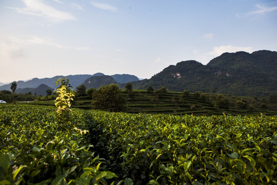 茶场茶园