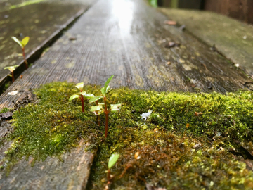 绿色苔藓