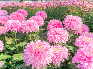 鲜花贴图素材