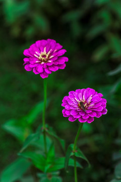 百日菊