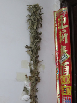 门口驱蚊草