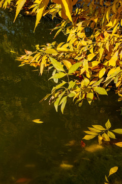 河边的落叶