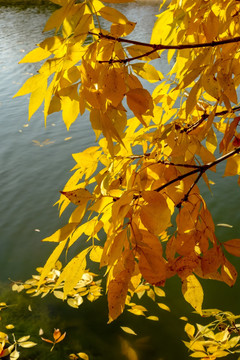 湖畔的秋叶