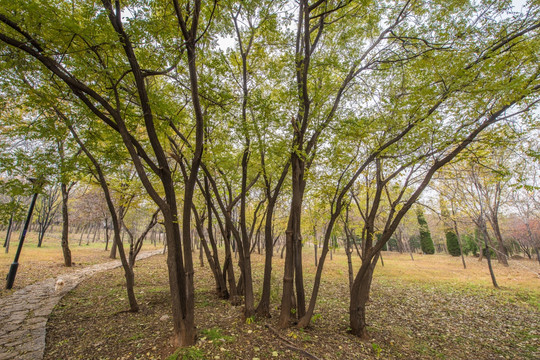 云门山森林公园景观