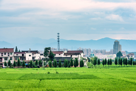 蓝天白云城市全景稻田