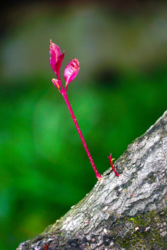 红枝芽