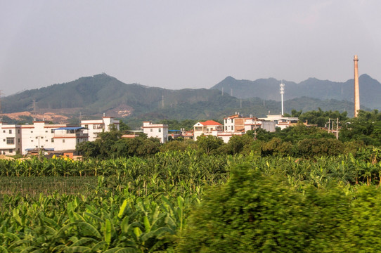 香蕉田地