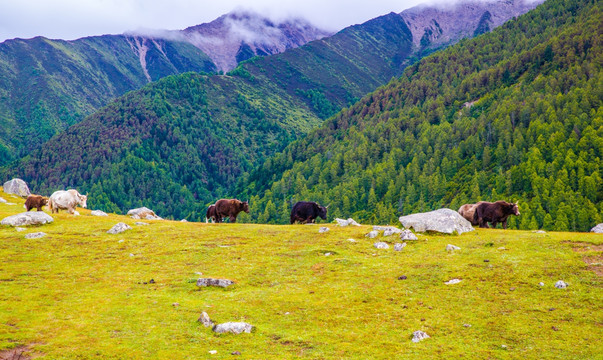 高山放牧