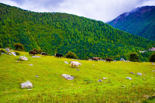 高山牧场