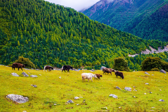 高山牧场