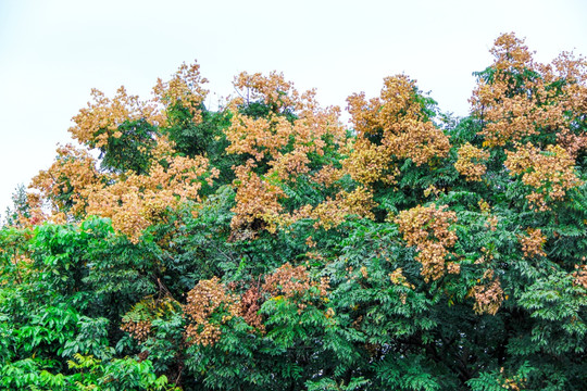 复羽叶栾树花果子