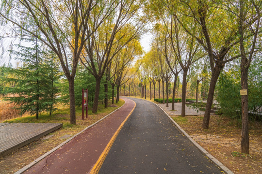 槐树树林大道秋景