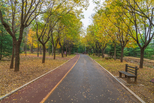 槐树树林大道秋景