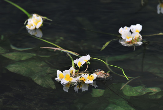 海菜花