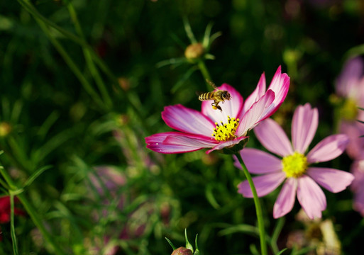 花丛中的小蜜蜂