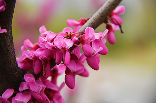 春花烂漫